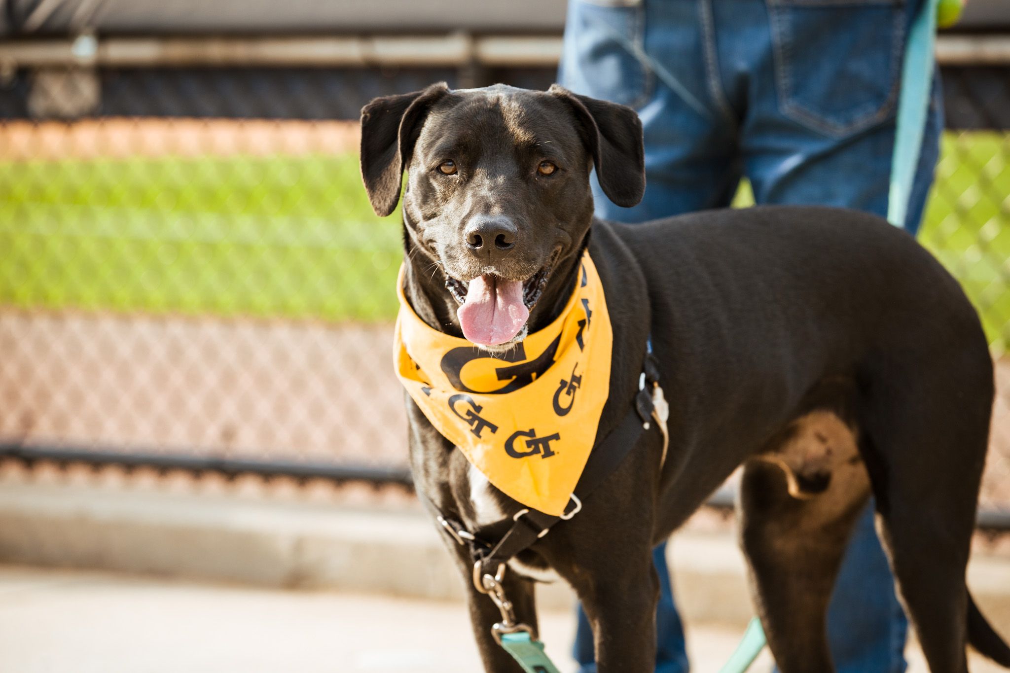 Braves fans share Bark at the Park pictures