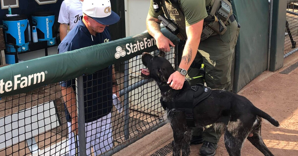 Details Finalized for Bark in the Park Baseball — Tech Yellow