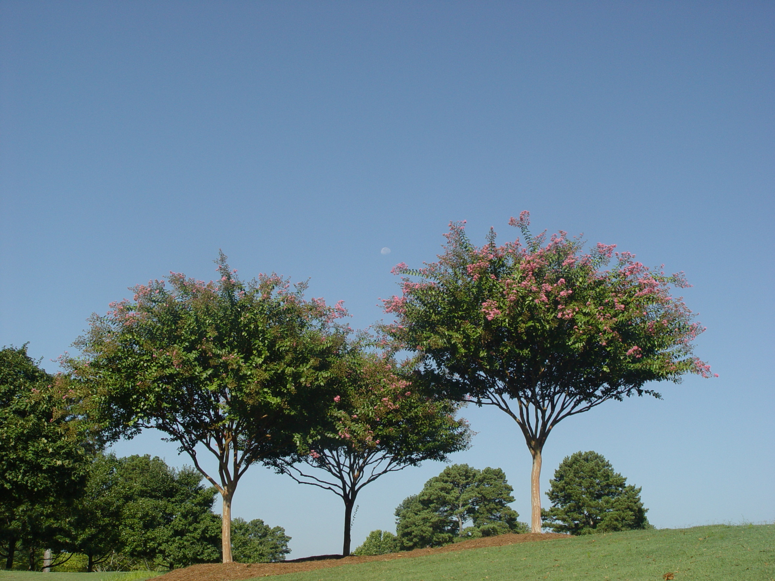 Moon rising over crepe myrtles on the Highlands Course at Atlanta Athletic Club, August 14, 2014, Johns Creek, Ga.