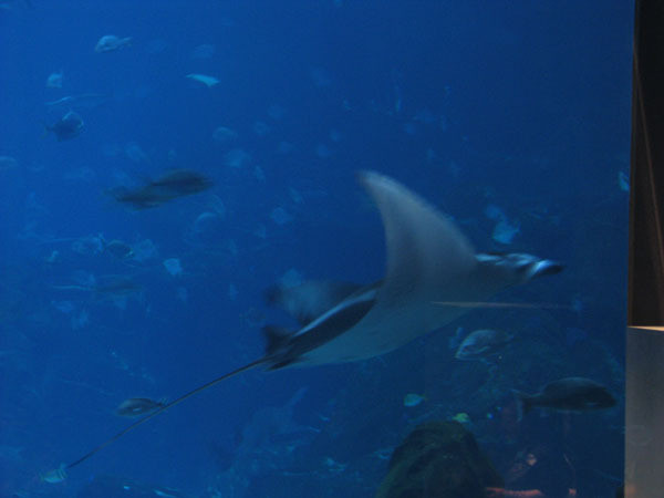 Yellow Jackets tour the Georgia Aquarium