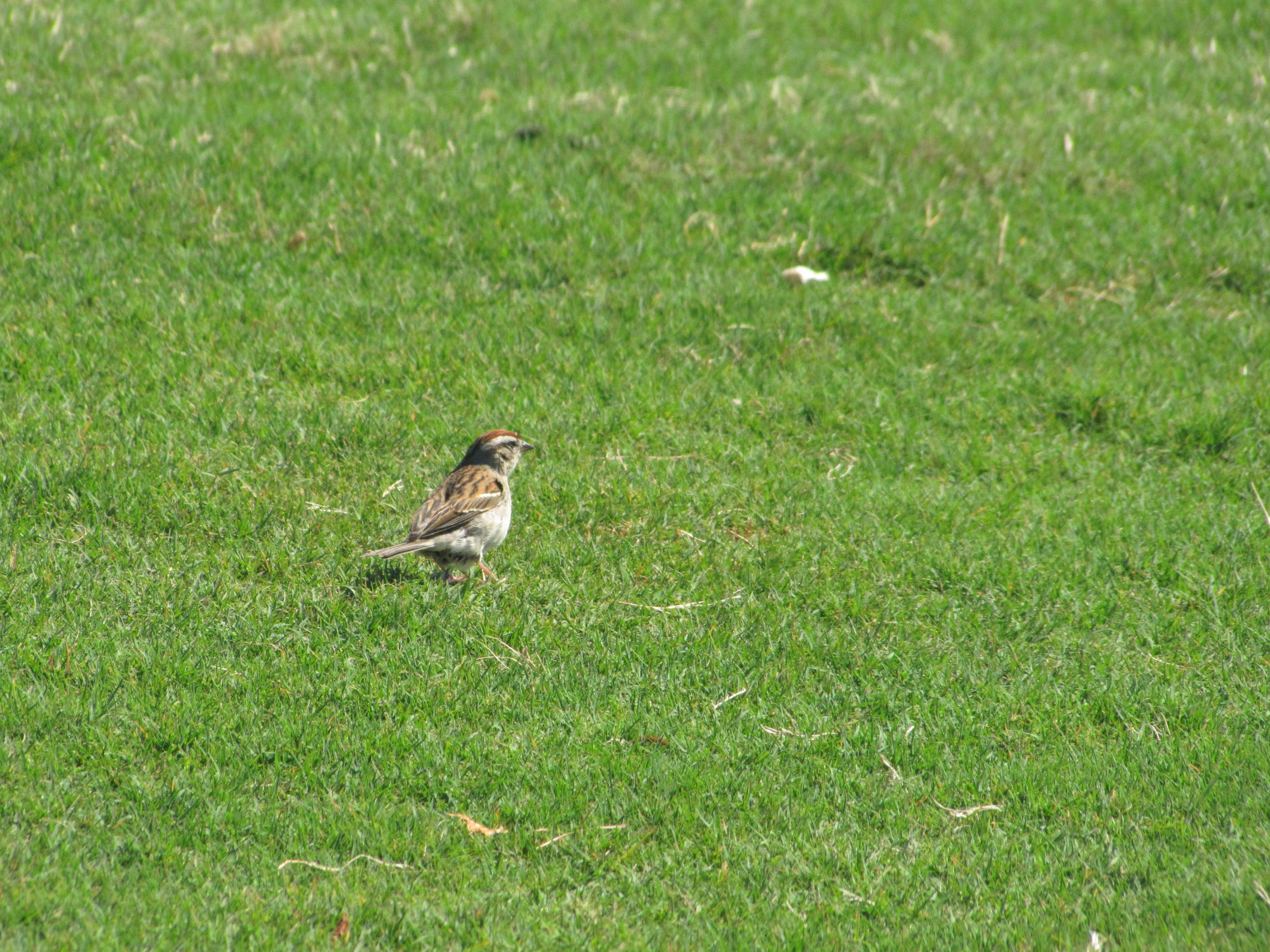 A feathered friend by the 3rd green during the final round of the NCAA Raleigh Regional.