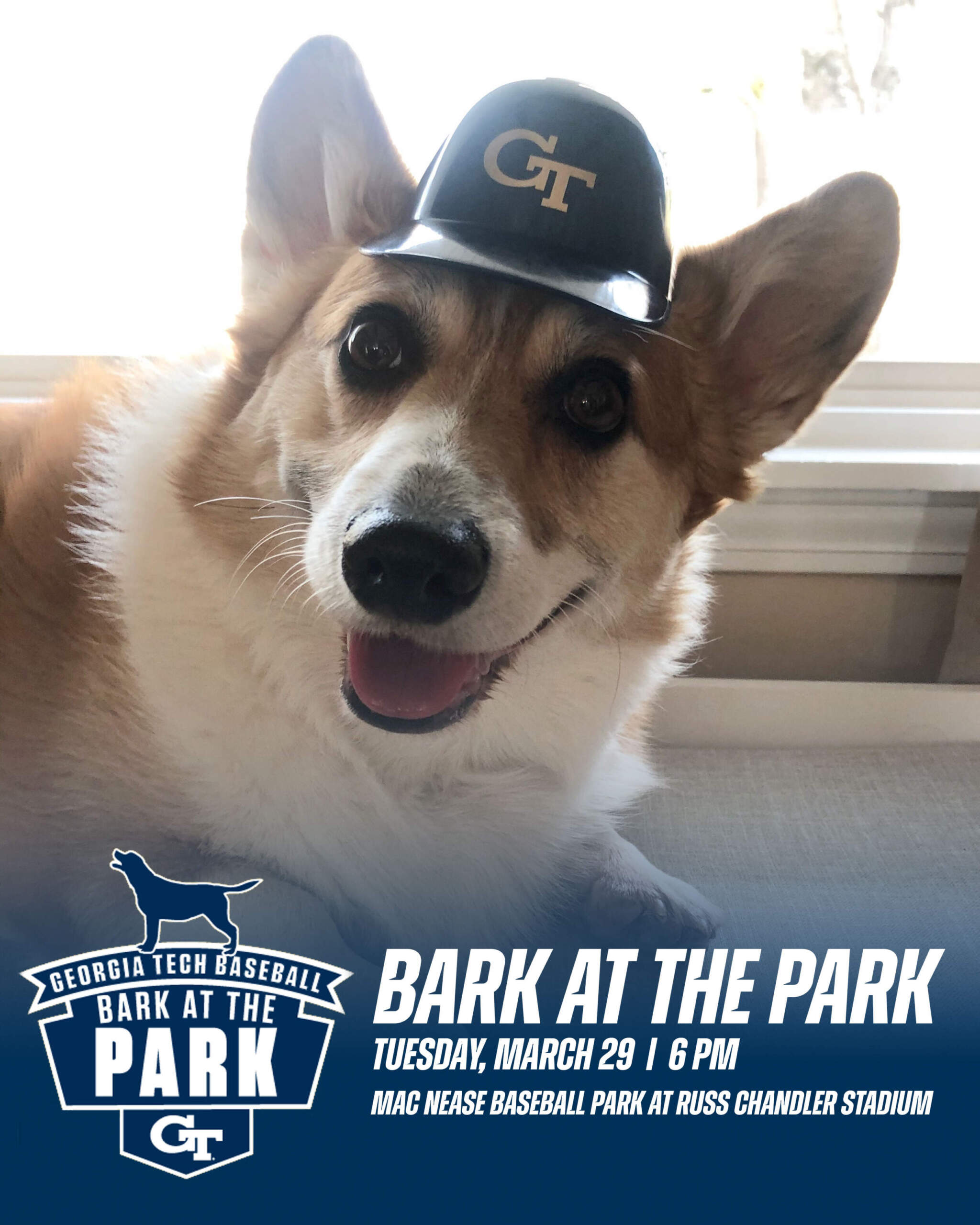 Bark at the Park, Tailgating Highlight Tech Promotions Baseball